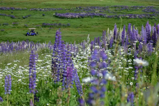 Green meadows of Gulmarg in summer