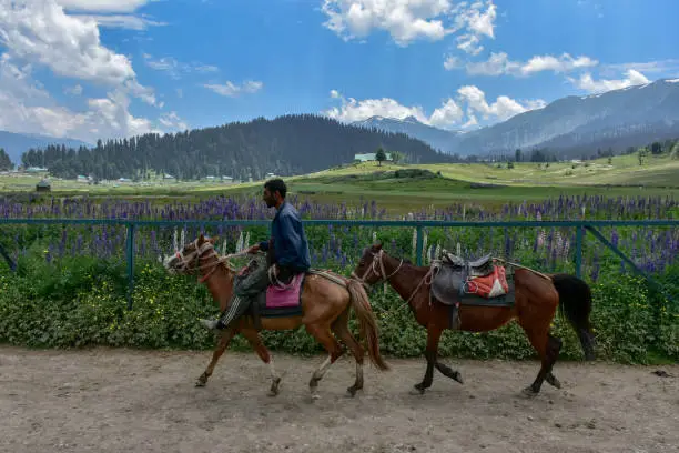 Pony ride in Gulmarg meadows